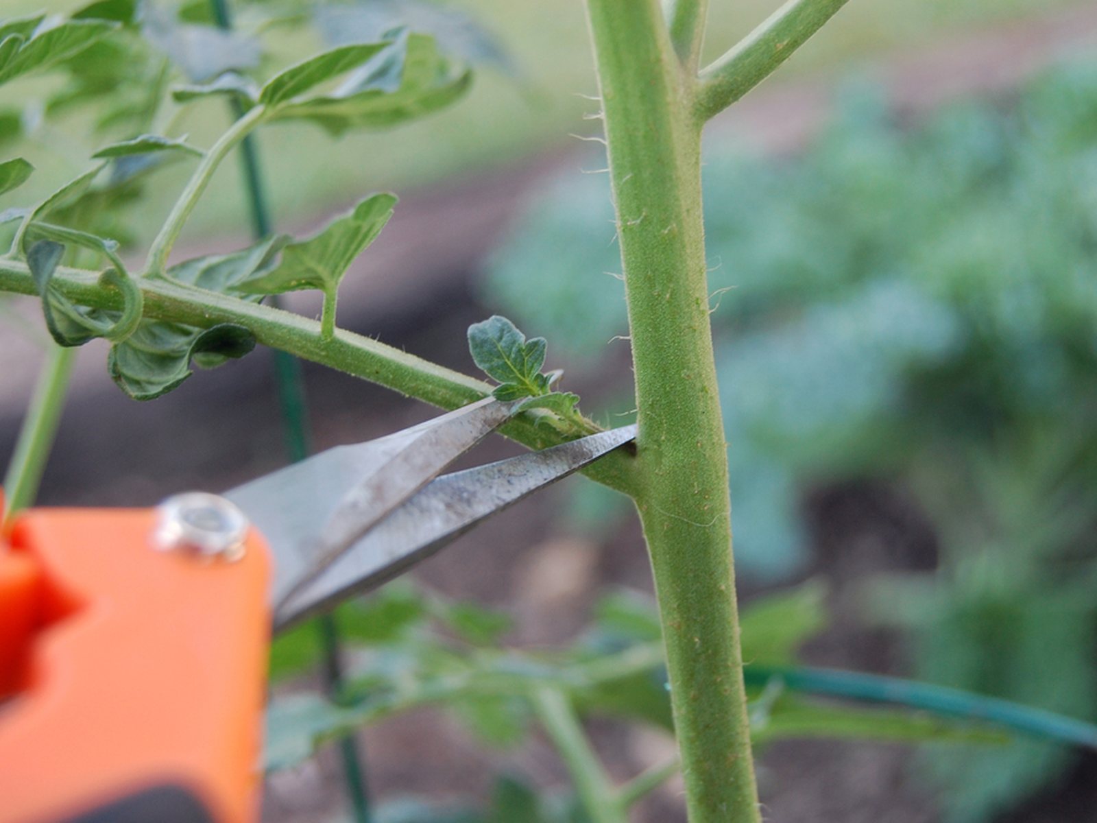 Pruning shears positioned at a small tomato sucker in a leaf axil
