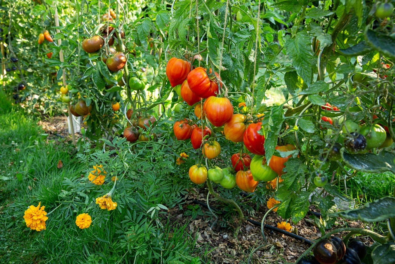Supported tomato plants carrying fruit in several colors and stages of ripeness