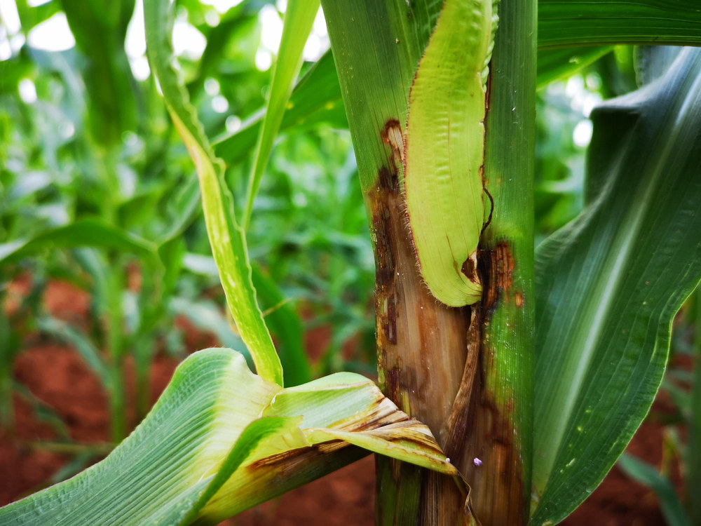 Soft discolored corn stalk tissue affected by bacterial stalk rot