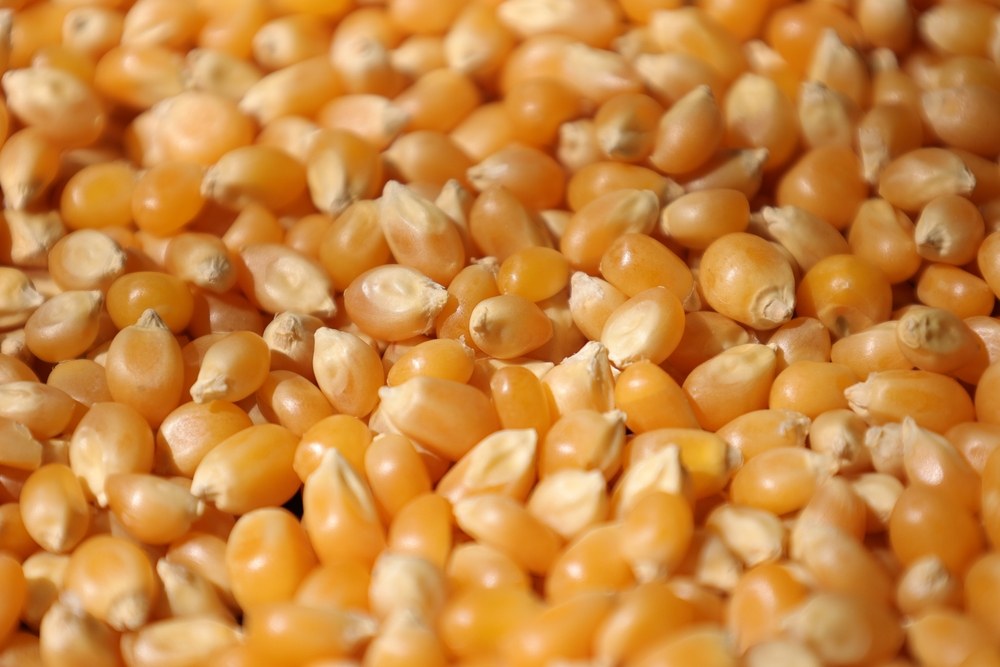 Close view of dry yellow corn kernels