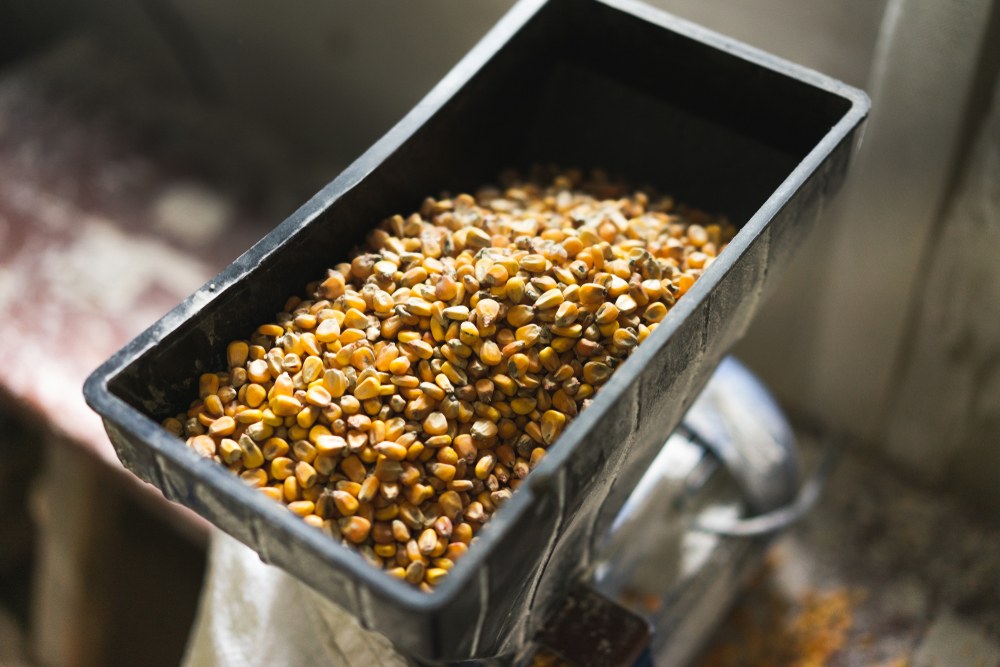 Dry corn kernels entering a small grain mill