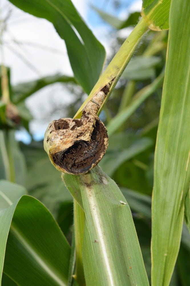 Mature common corn smut gall darkening on corn tissue