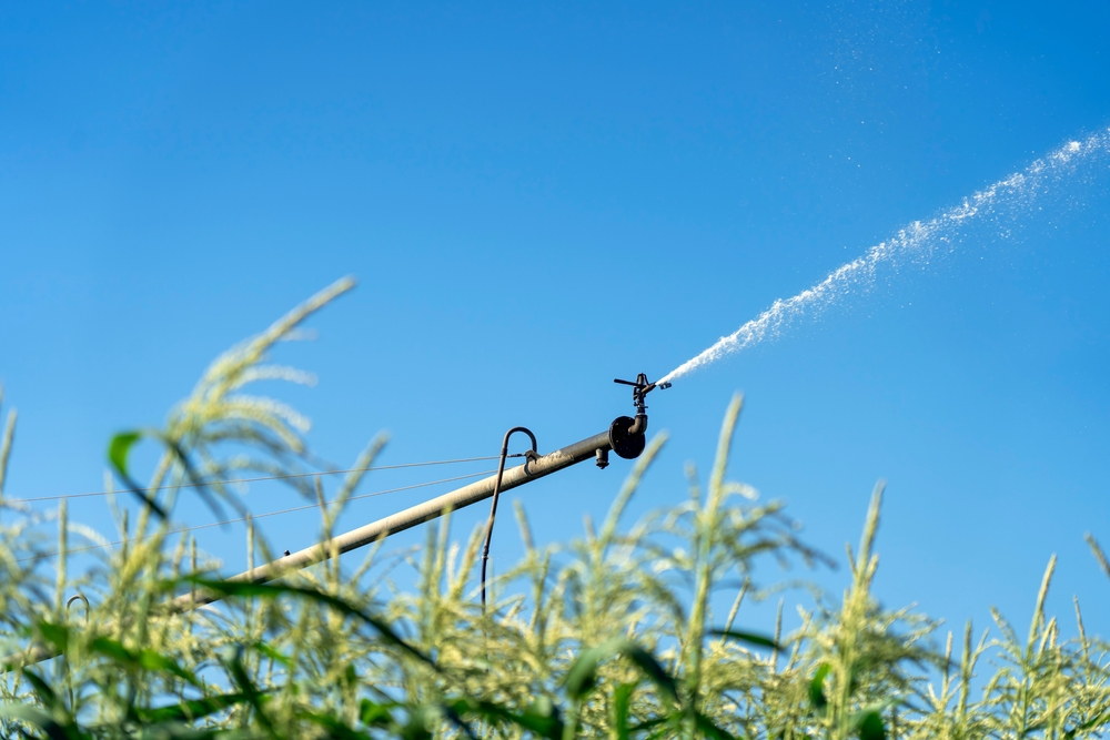 Irrigation sprinkler applying water over a cornfield during dry weather