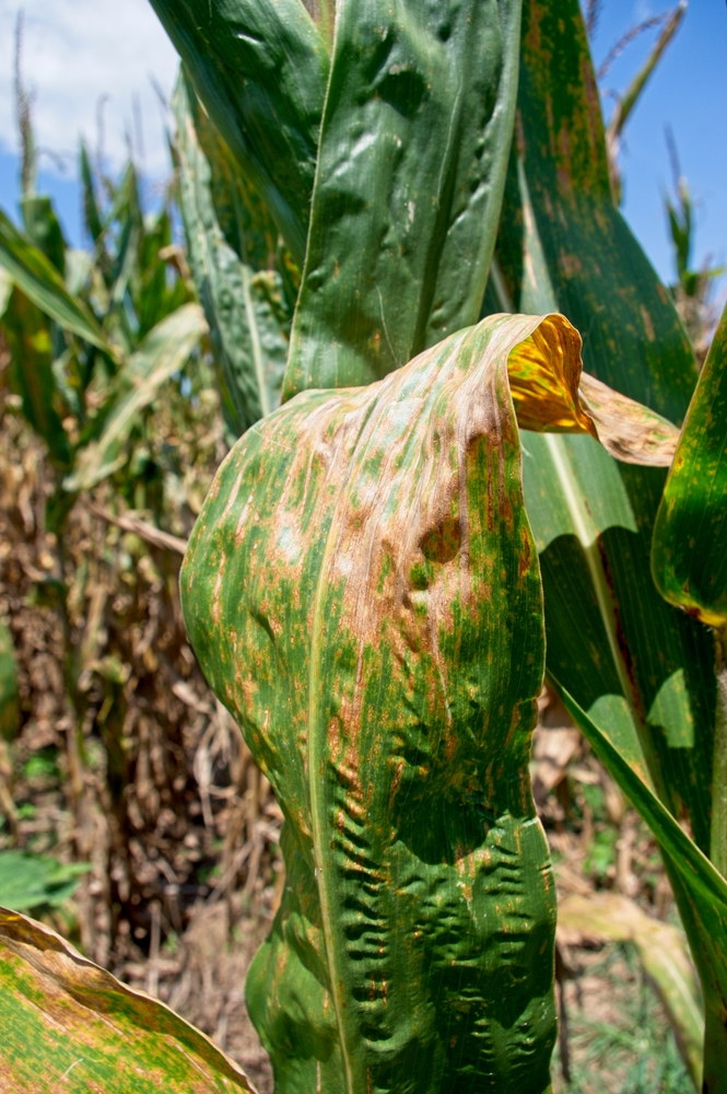 Corn leaf with brown dried tissue after late-season drought stress