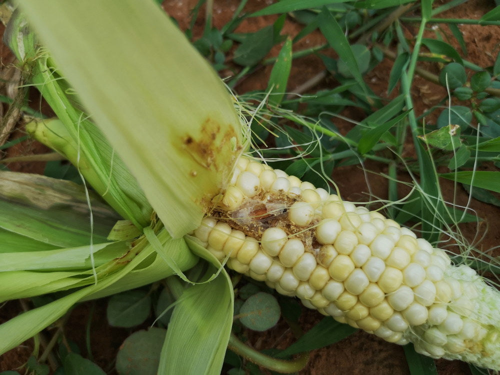 Corn ear with direct insect feeding damage in the field