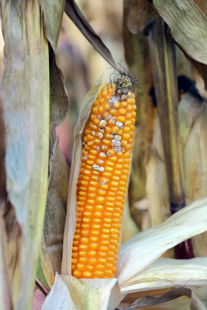 Fusarium ear rot symptoms affecting kernels on a mature corn ear