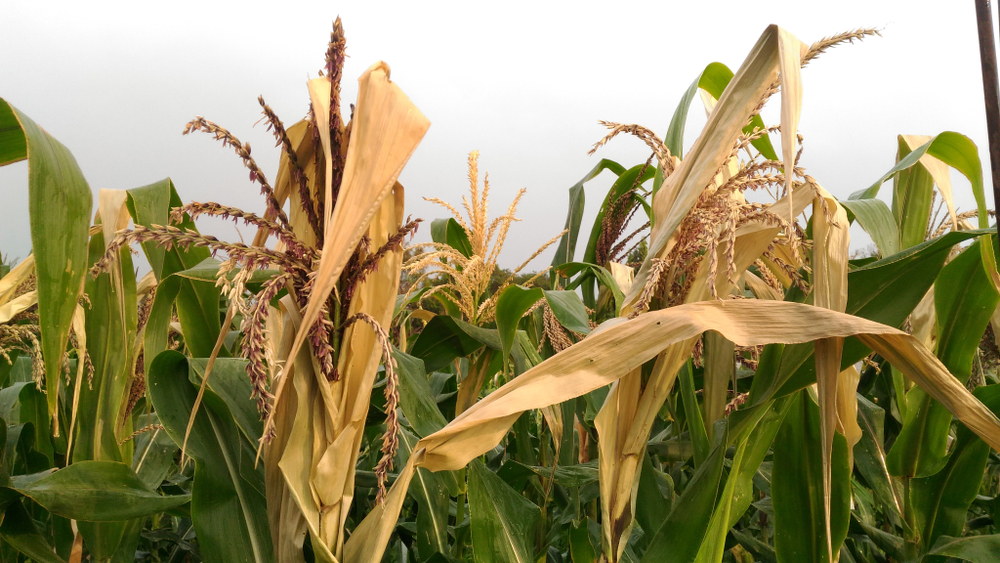 Corn planting with browned foliage after severe heat and moisture stress