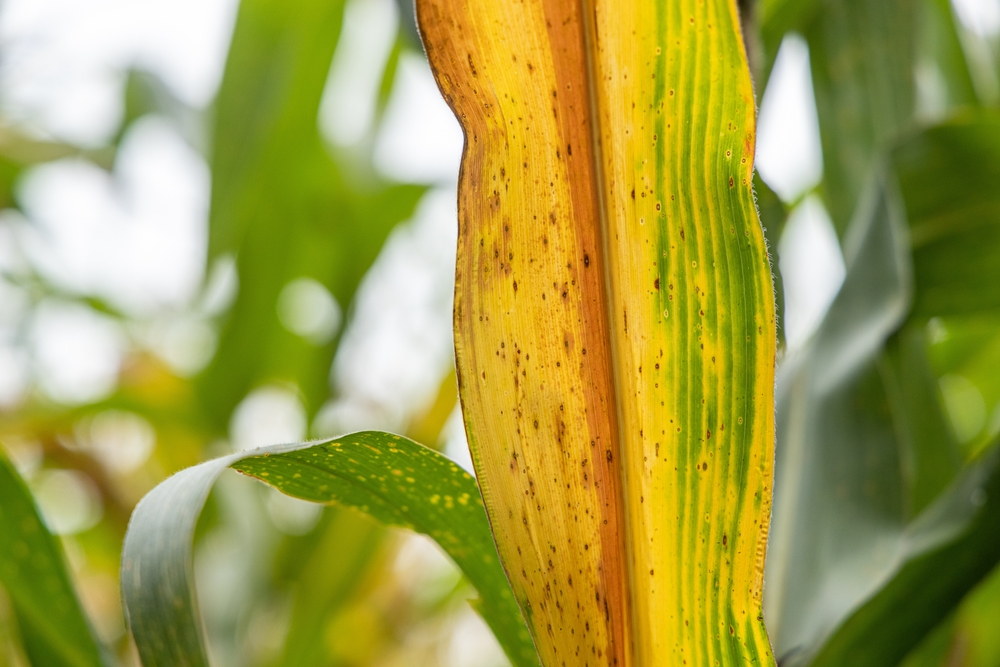 Long tan lesions consistent with northern corn leaf blight on a corn leaf