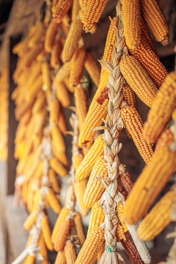 Braided dried corn ears hanging after harvest for curing and storage