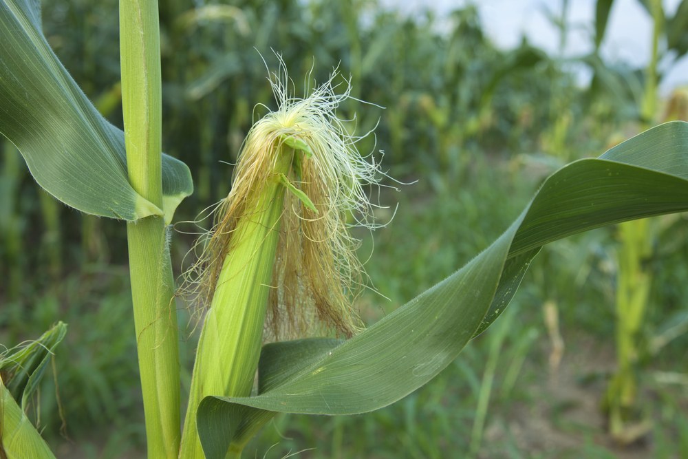 Fresh pale corn silks emerging from a young ear