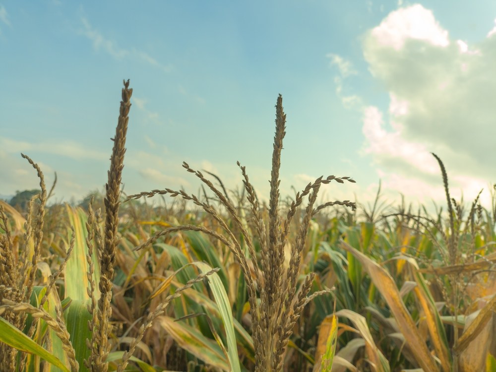 A corn stand with tassels emerging across many plants