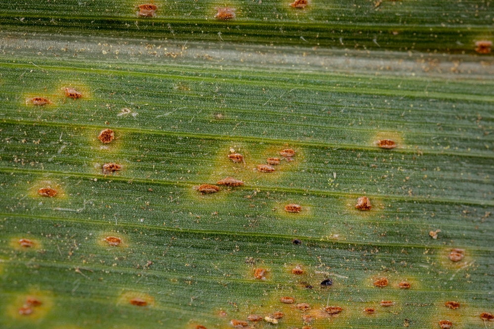 Raised orange rust pustules on the surface of a corn leaf