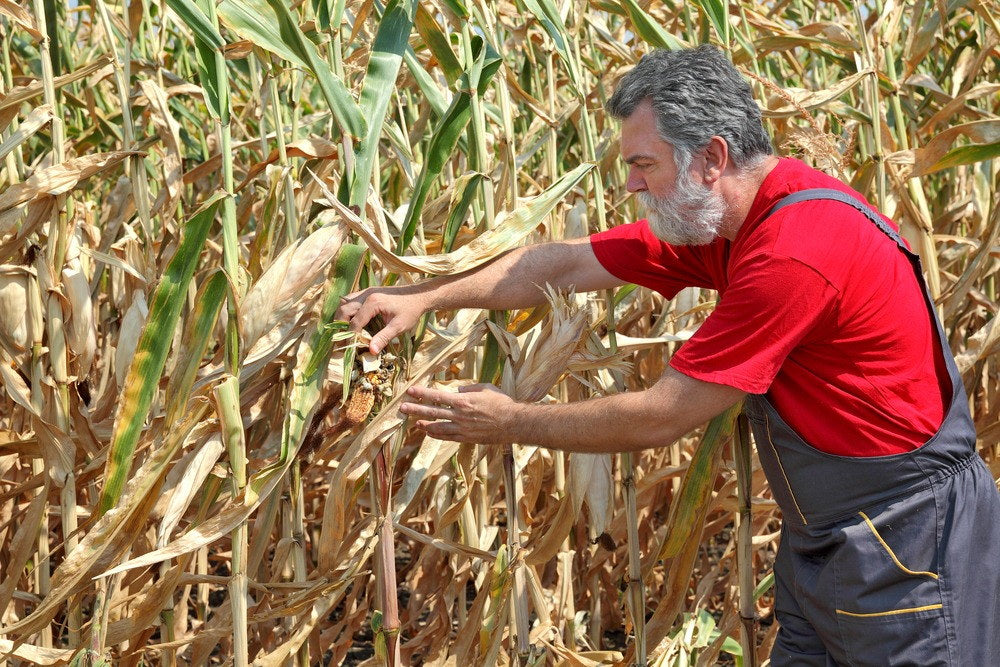 Grower examining a damaged corn plant in a dry field