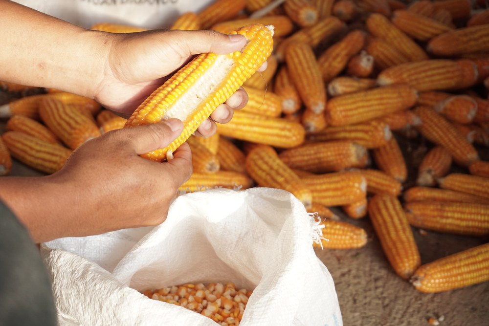 Hands shelling fully dried kernels from a corn ear