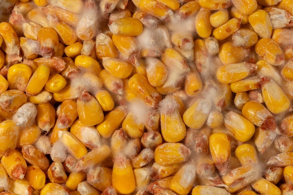 White fuzzy mold growing across stored corn kernels