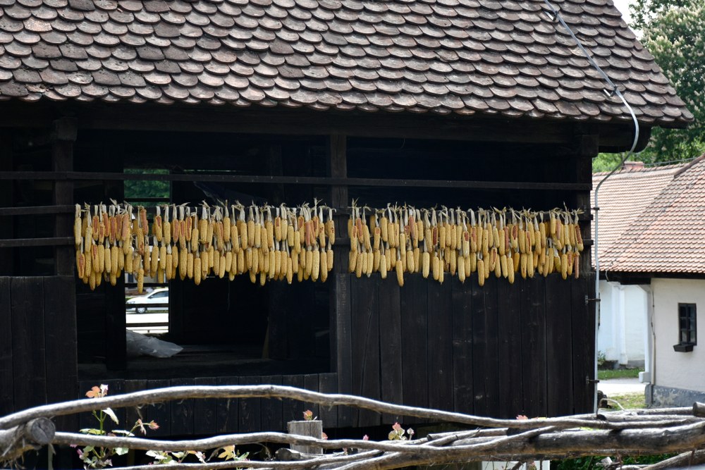 Corn ears hanging outdoors with open airflow