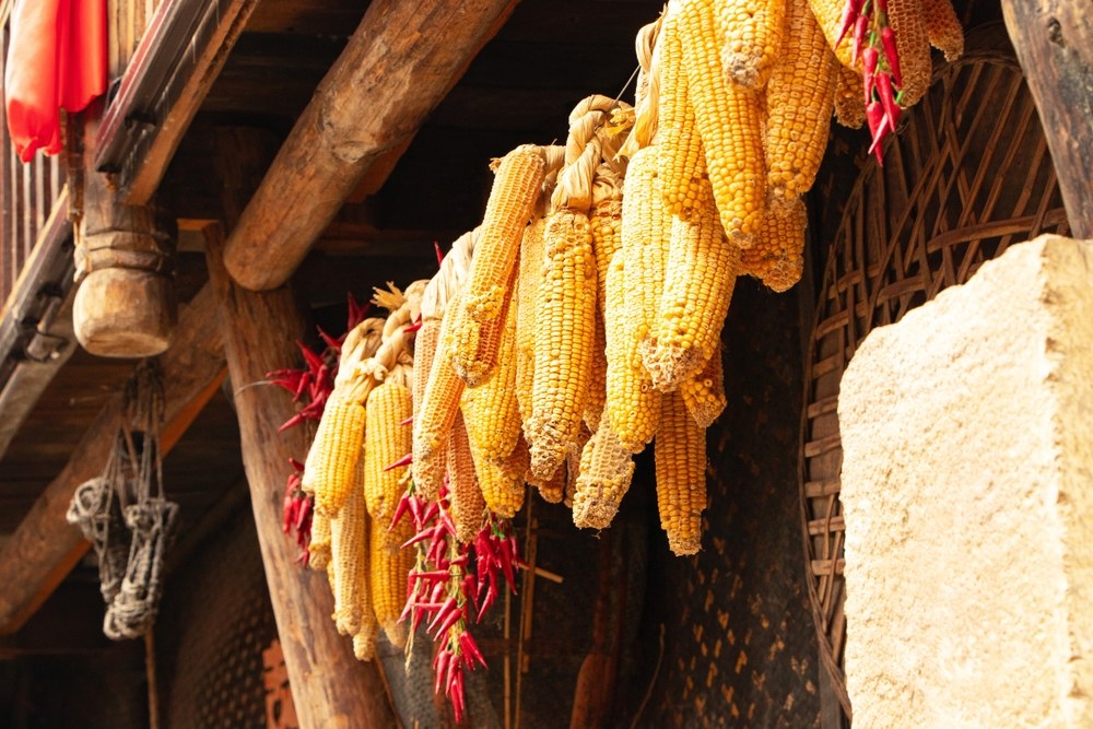 Rows of dry corn ears hanging with open space for airflow