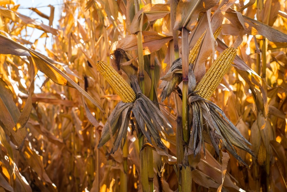 Dry corn ears remaining on mature brown stalks near harvest
