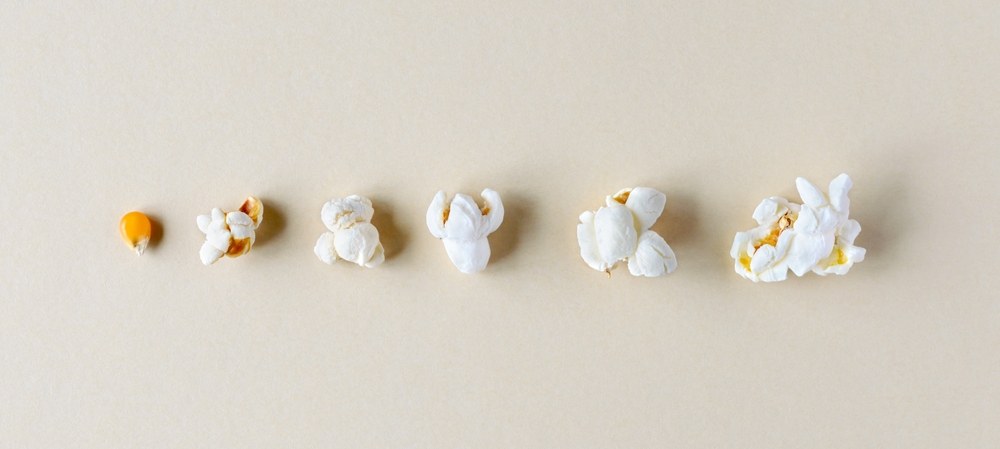 Popcorn shown from dry kernel through several stages of popping