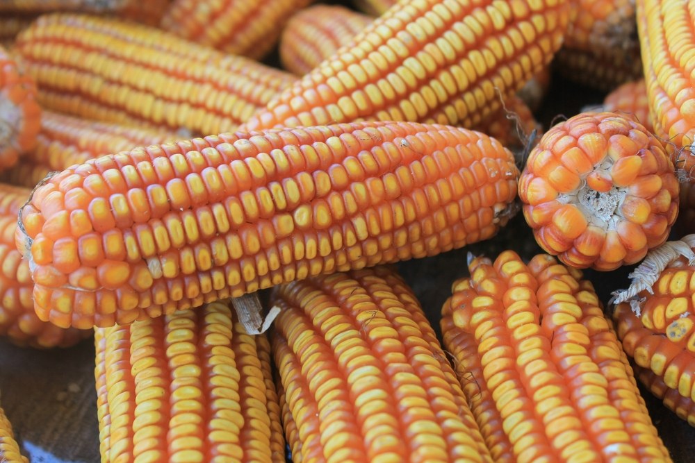Hand holding a dry corn ear above a harvested pile