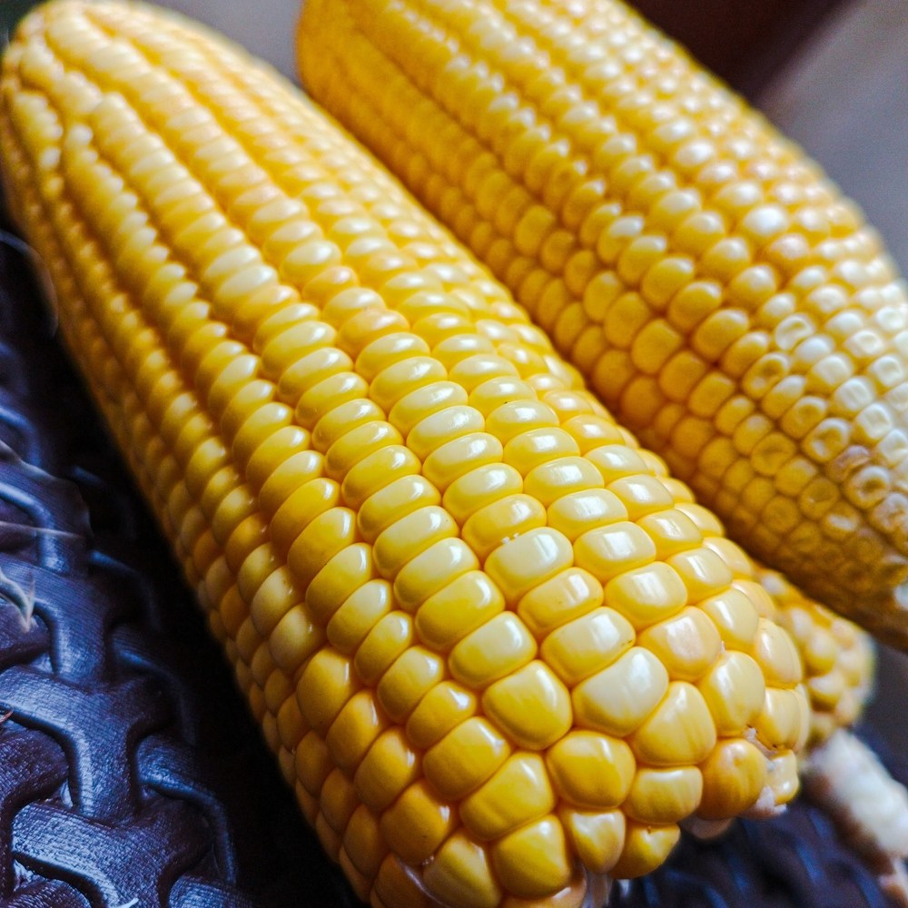 Close view of full yellow sweet-corn kernels