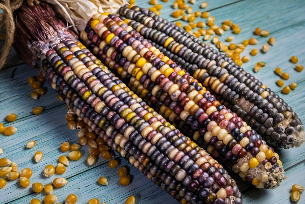 Several mature multicolored corn ears with loose yellow kernels