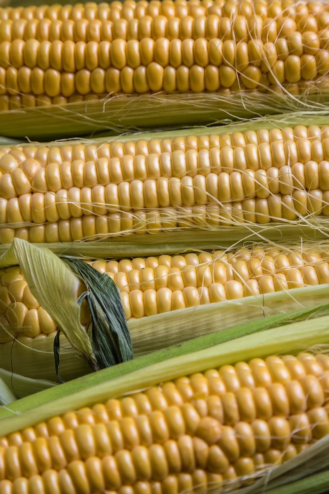Fresh yellow corn ears with green husks