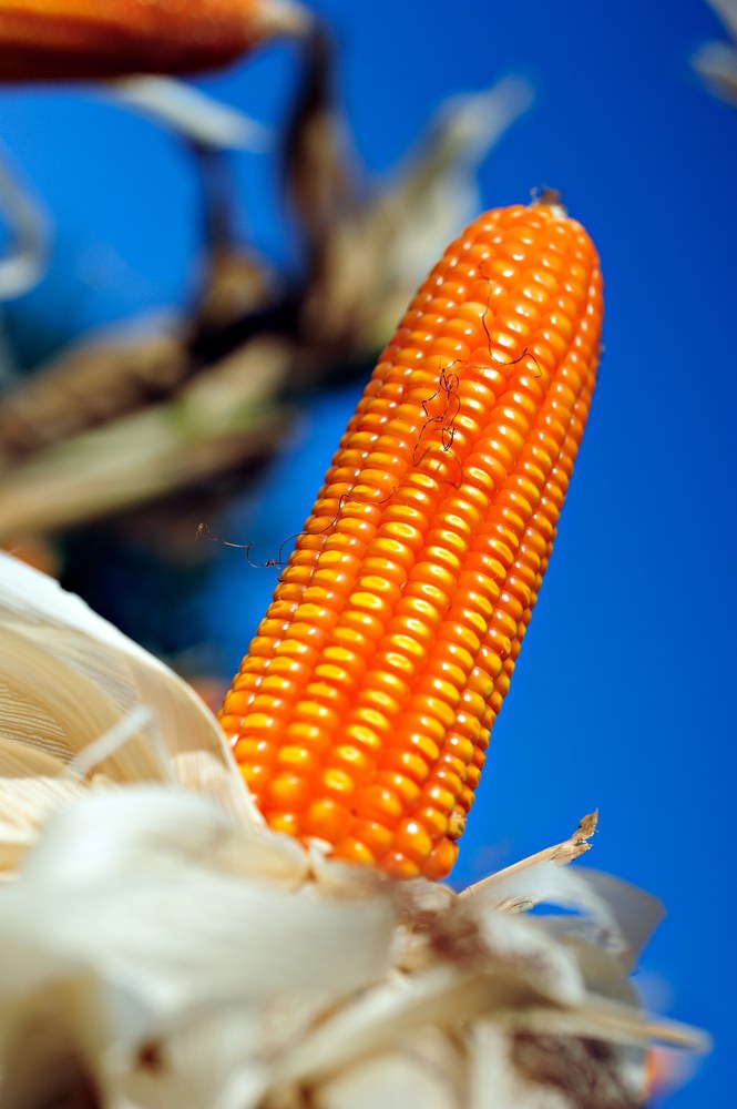 Orange dry corn ear held against a blue sky