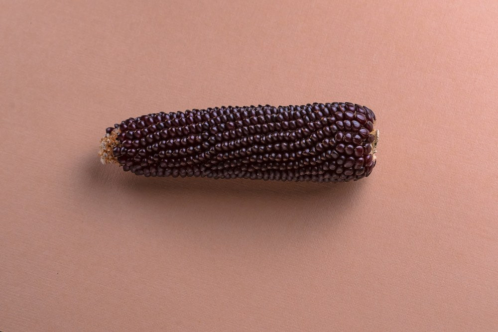 Single dark purple mature corn ear on a plain background