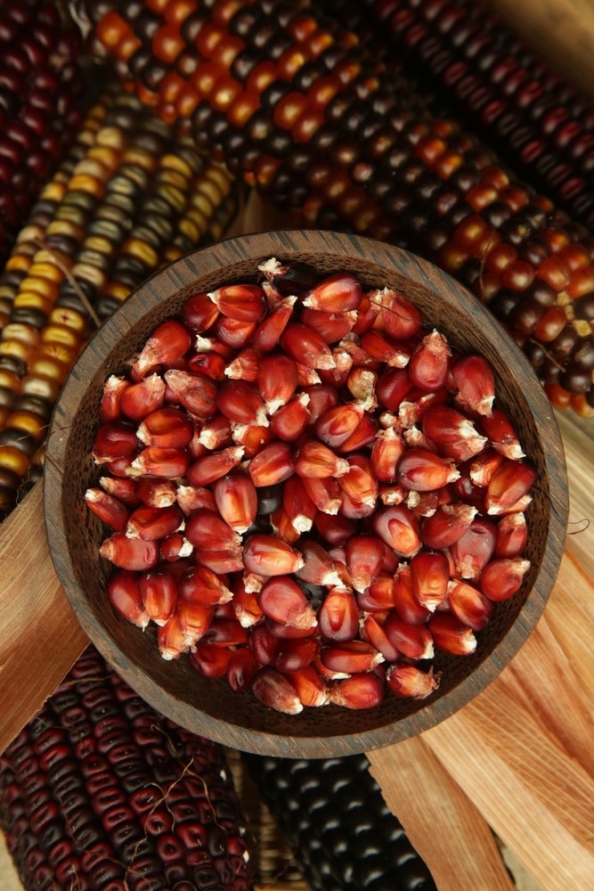 Red corn kernels in a wooden bowl surrounded by multicolored dry ears