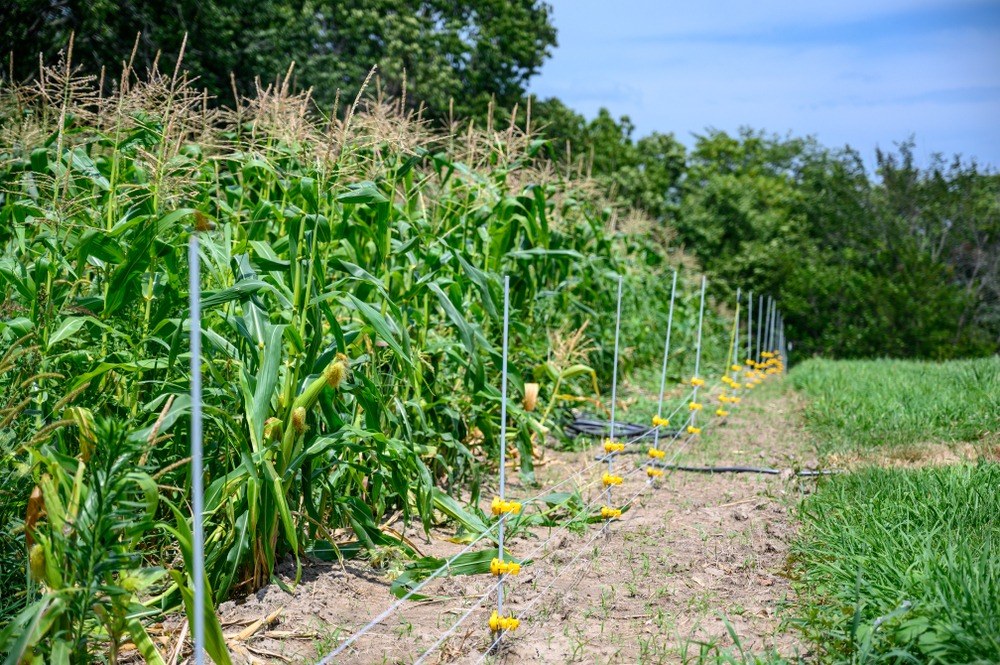 Corn planted in several adjacent rows beside a field boundary