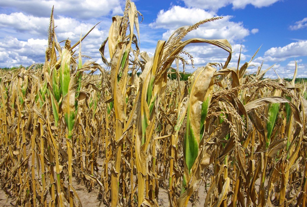 Cornfield with widespread drought stress and poorly developed stalks