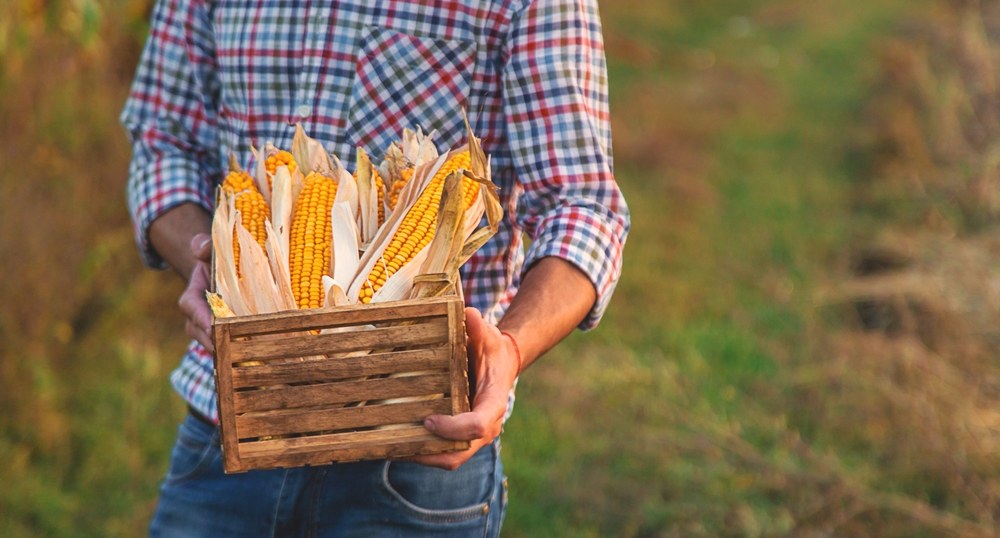 A grower holding mature corn ears after harvest