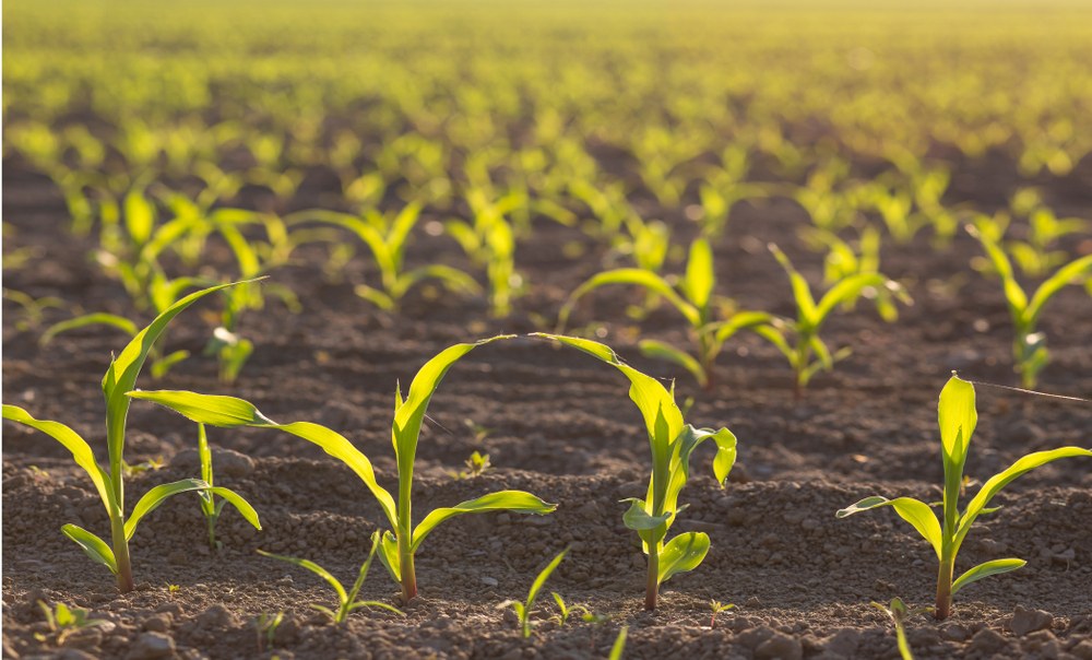 Young corn seedlings growing in a uniform stand
