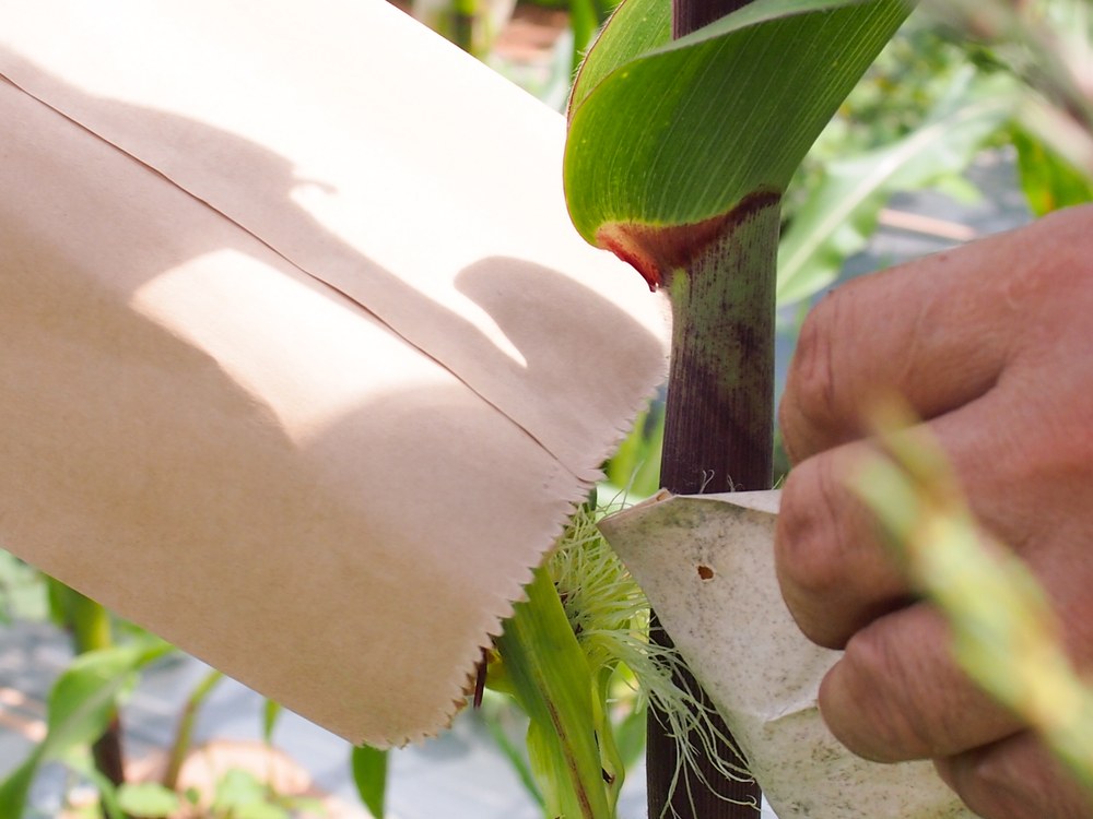 Paper pollination bag covering a corn ear shoot during controlled pollination
