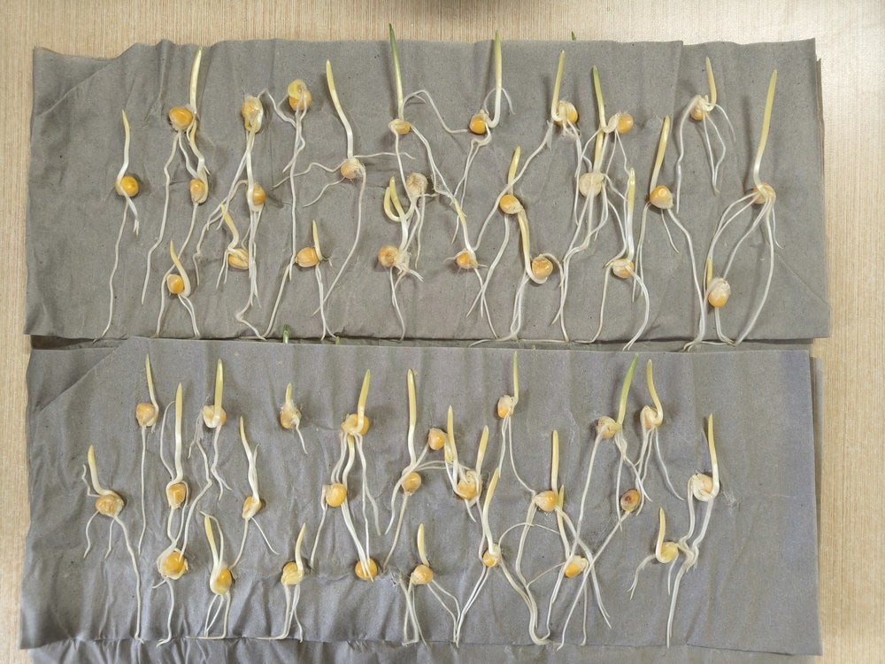 Corn seeds sprouting during a moist-paper germination test
