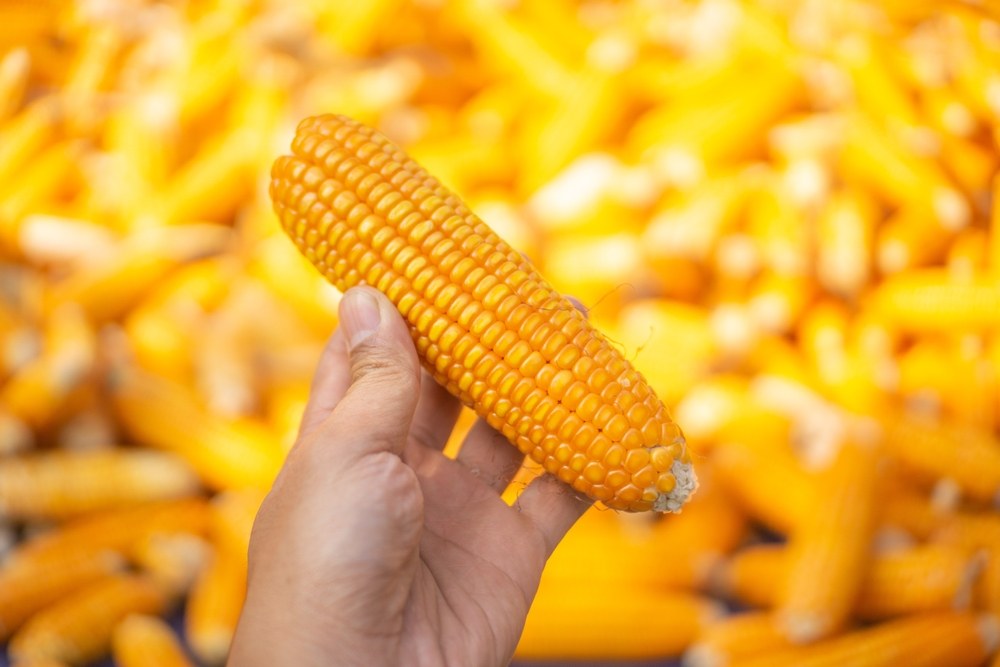 Hands holding a dry corn ear selected for seed evaluation