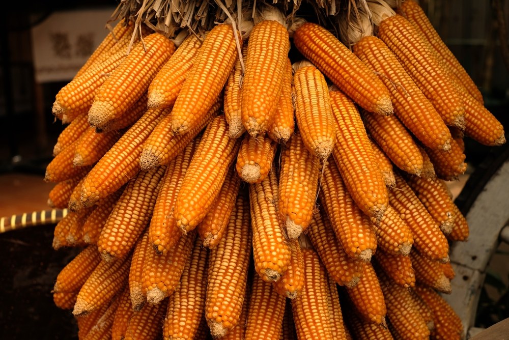 Dried corn ears tied together by their husks for storage