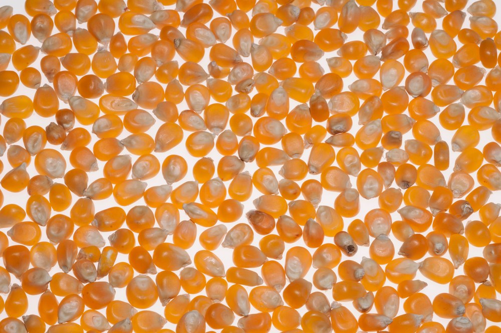 Dry popcorn kernels ready for moisture testing and popping