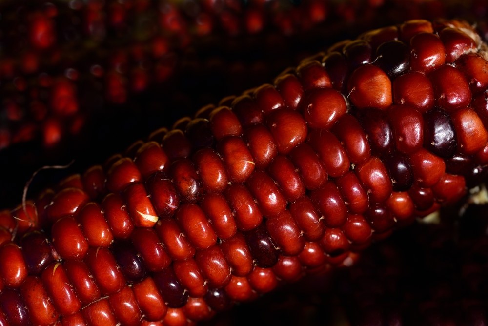 Close view of glossy red dry corn kernels on an ear