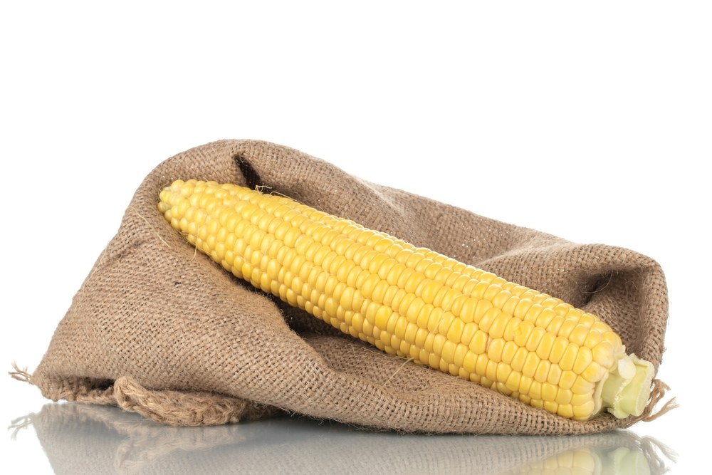 A fresh yellow sweet corn ear with plump kernels