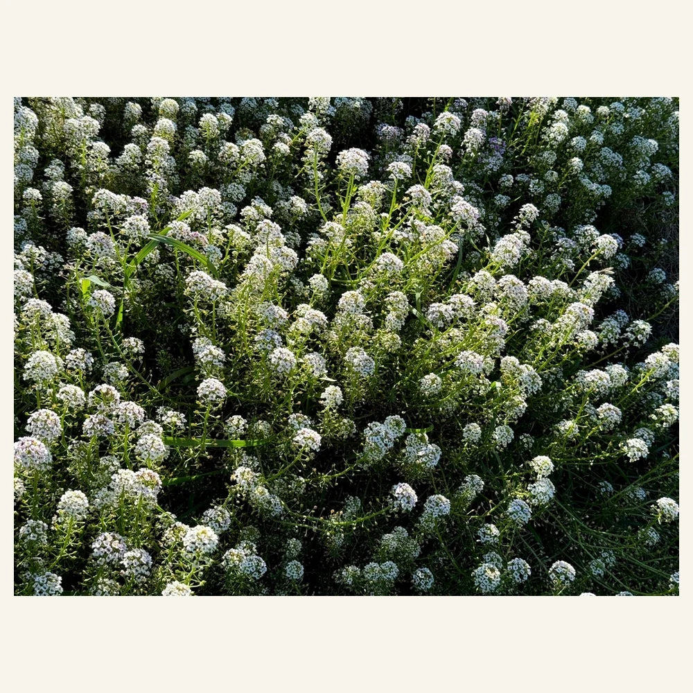 Carpet of Snow sweet alyssum forming a low white flowering mat