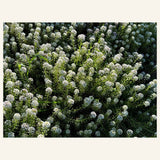 Carpet of Snow sweet alyssum forming a low white flowering mat
