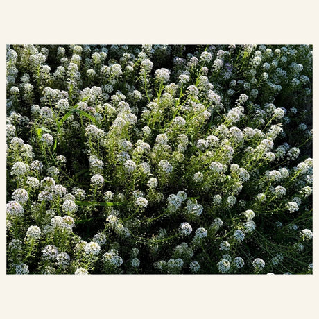 Carpet of Snow sweet alyssum forming a low white flowering mat