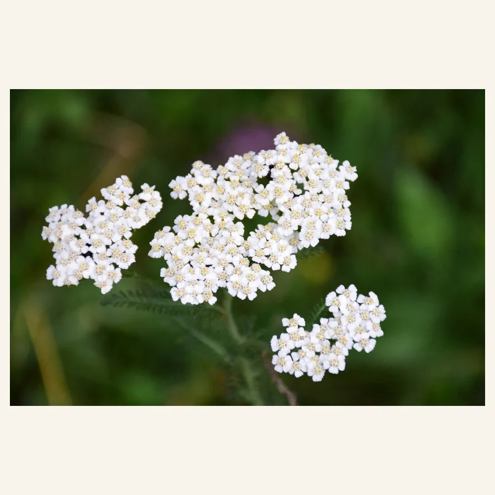 Common white yarrow, Achillea millefolium, flowering in flat white clusters