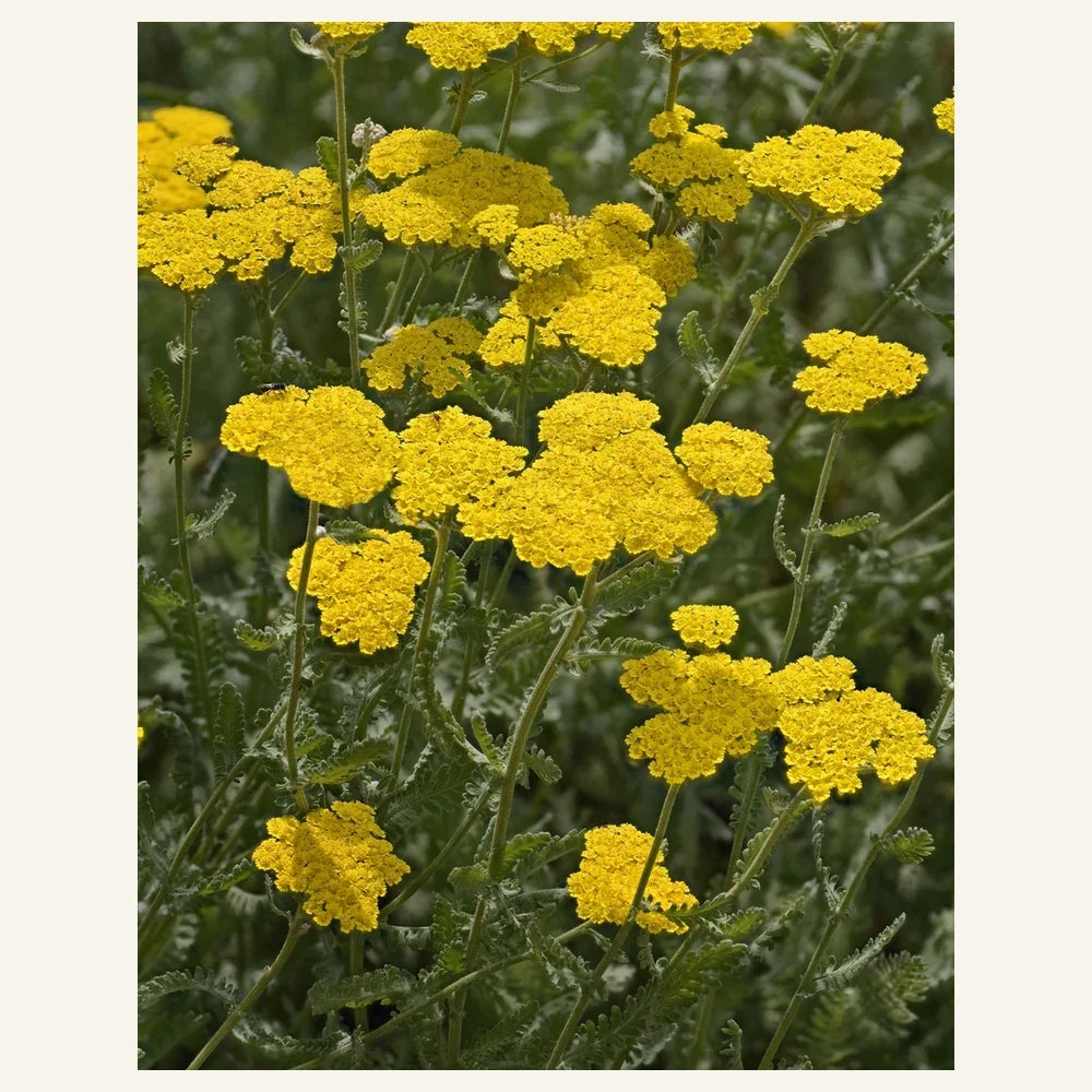 Golden yarrow, Achillea filipendulina, with tall stems and broad yellow flower clusters