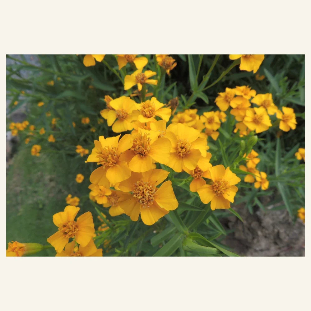 Mexican mint marigold, Tagetes lucida, with narrow foliage and small golden flowers