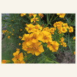 Mexican mint marigold, Tagetes lucida, with narrow foliage and small golden flowers