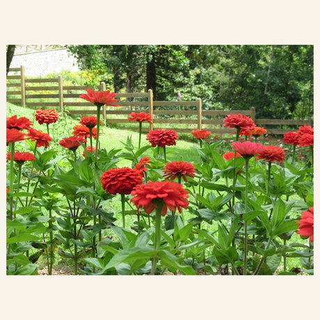 Thumbelina dwarf zinnias with compact plants and red double flowers