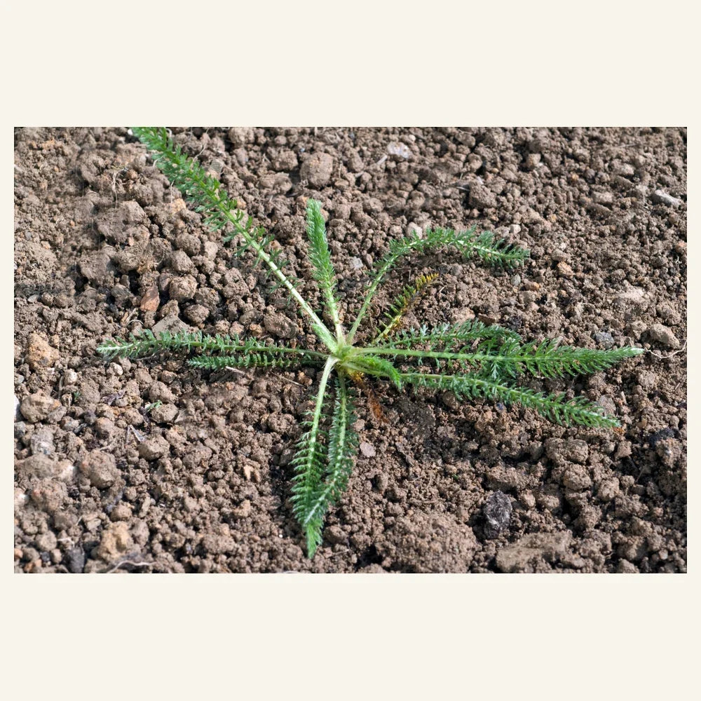 Young Achillea millefolium seedling showing finely divided yarrow leaves